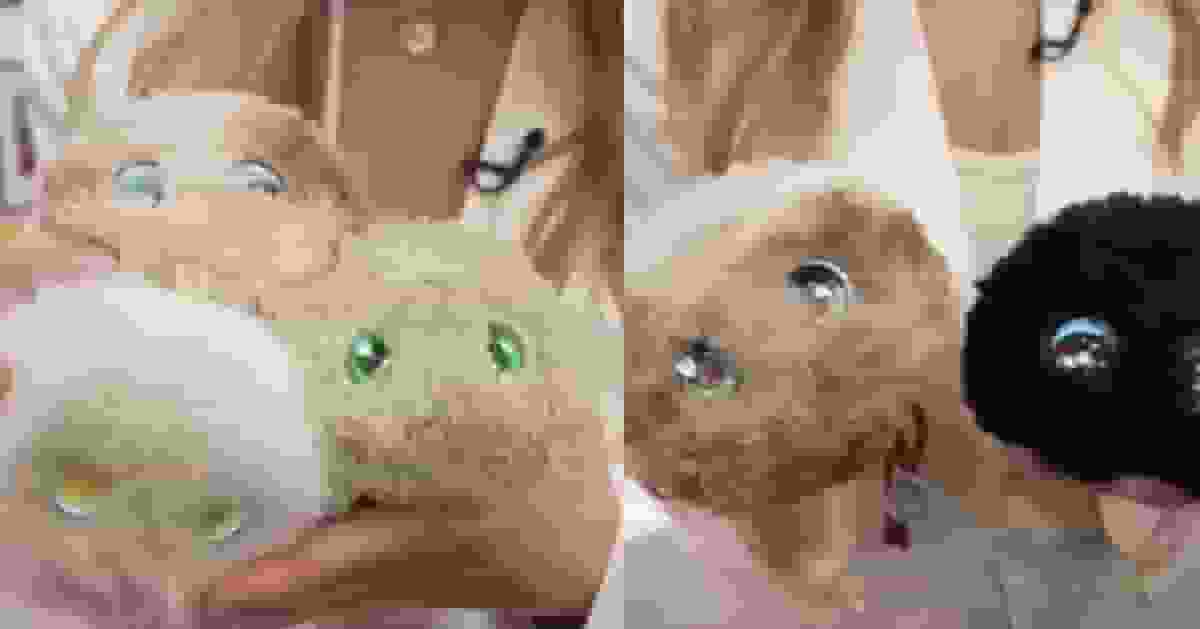 全球狂推可愛AI 加拿大教授籲勿輕信「電子密友」