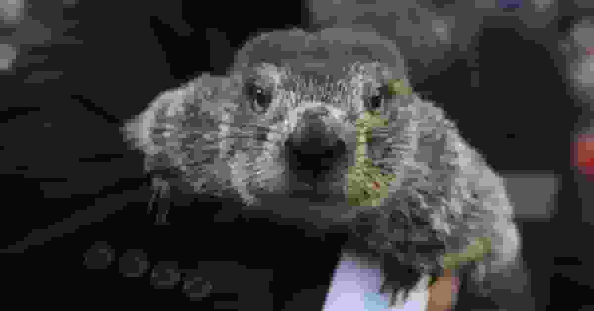 州長阻止引進外州土撥鼠 新州「土撥鼠日」恐停擺