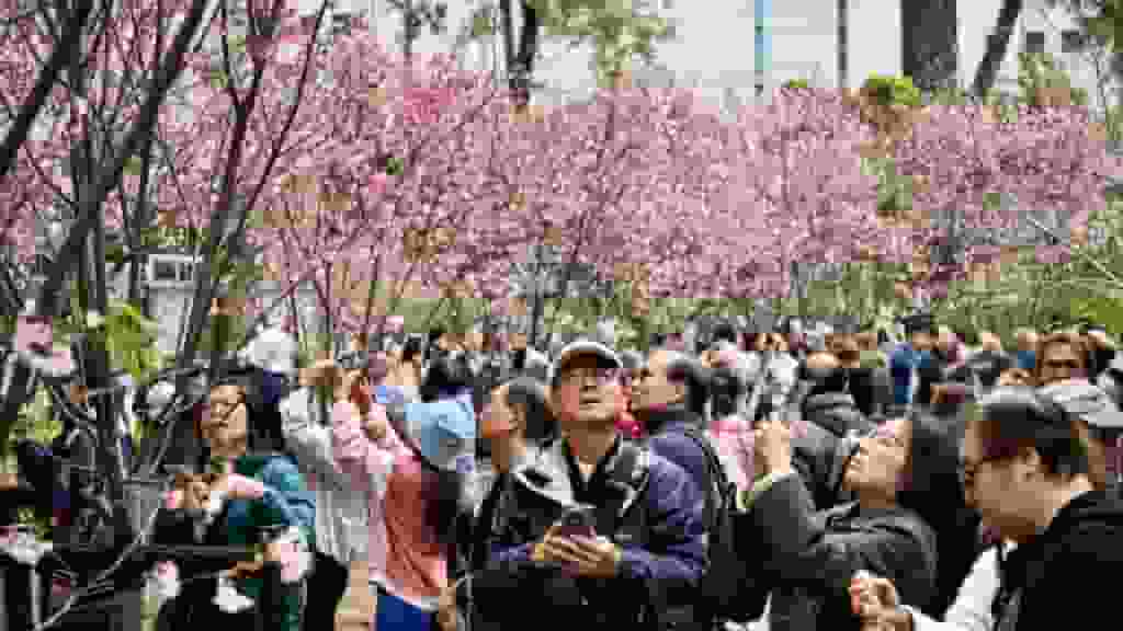 石門安景街公園櫻花盛放 吸引逾百人粉紅花海下擺pose打卡