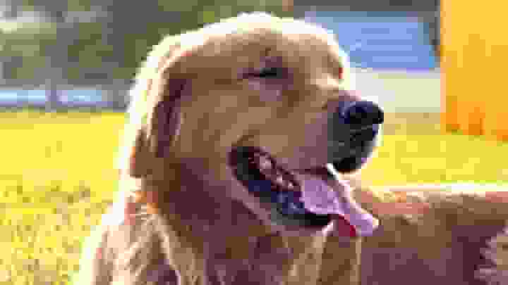 海關搜毒犬Alpha提提你:走私寵物不是愛,而是虐待