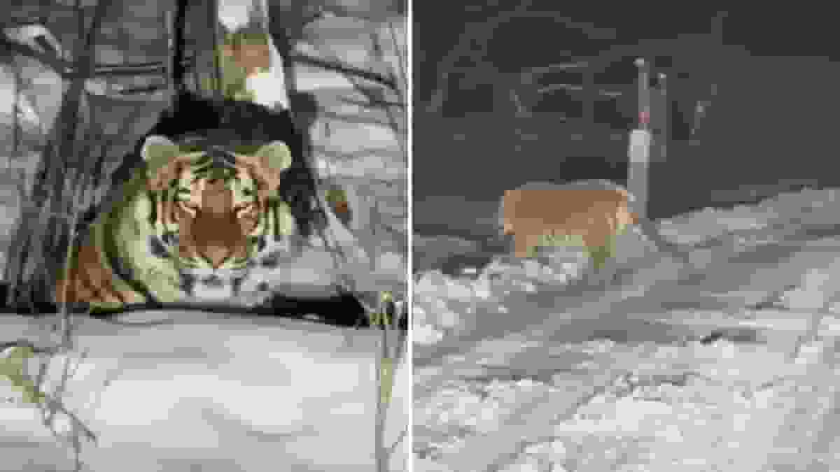 百獸之王—東北虎驚現吉林雪山 拍片者竟表興奮—有片