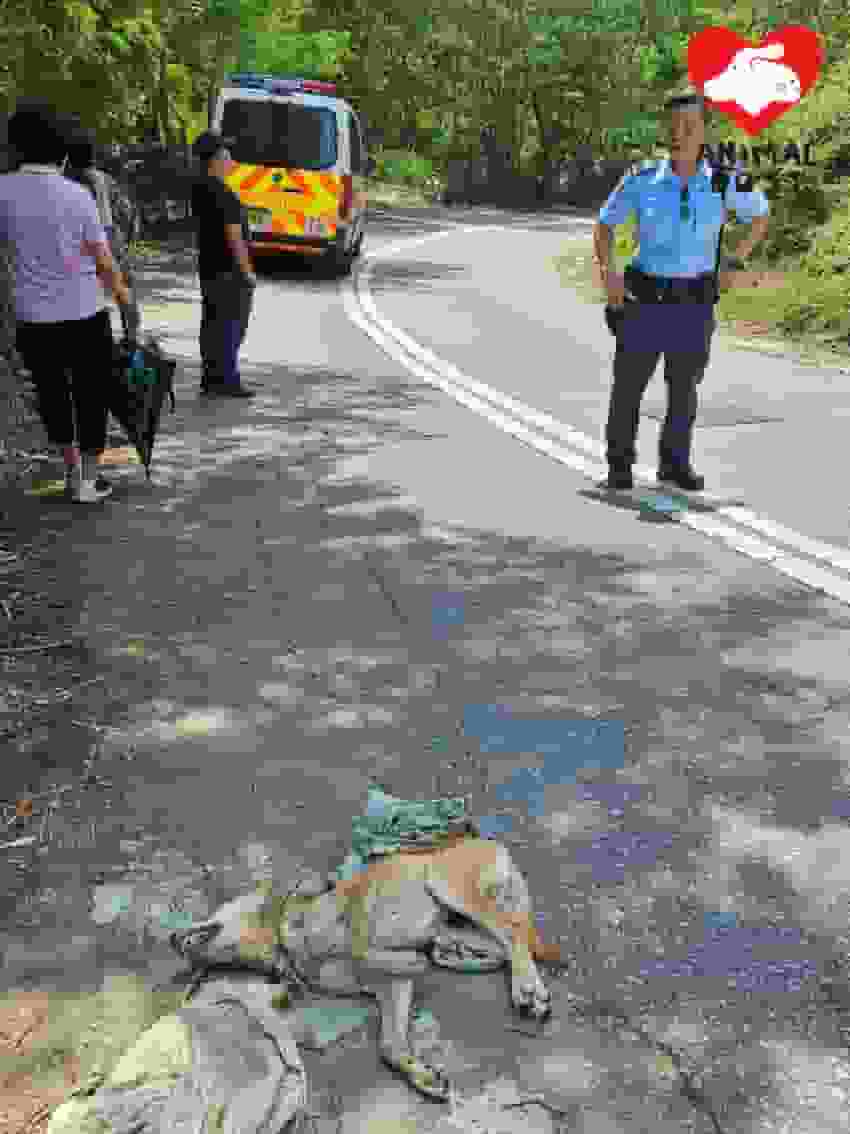 元朗橫洲配水庫路邊有狗狗被封尼龍袋 頸被緊索受傷疑涉虐殺