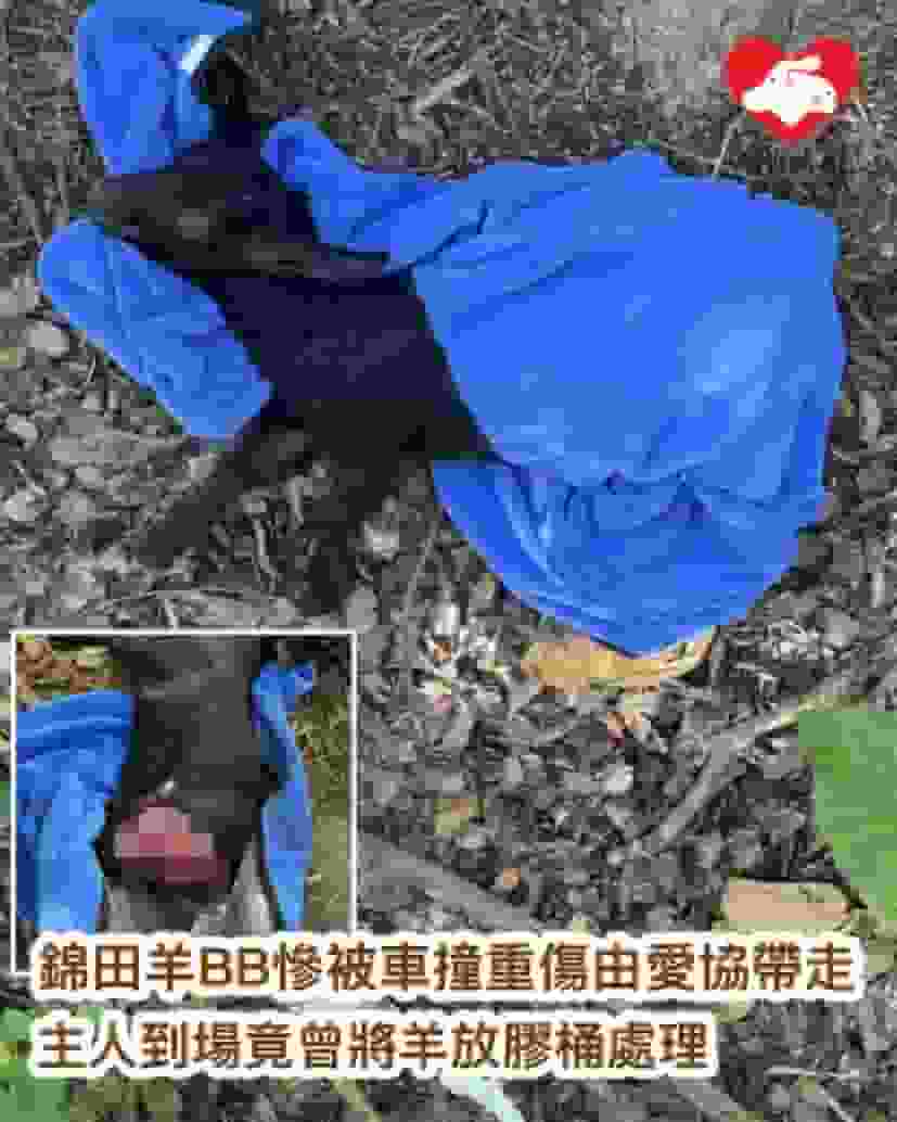 錦田羊BB慘被車撞至重傷由愛協帶走 主人竟曾將羊放入膠桶處理