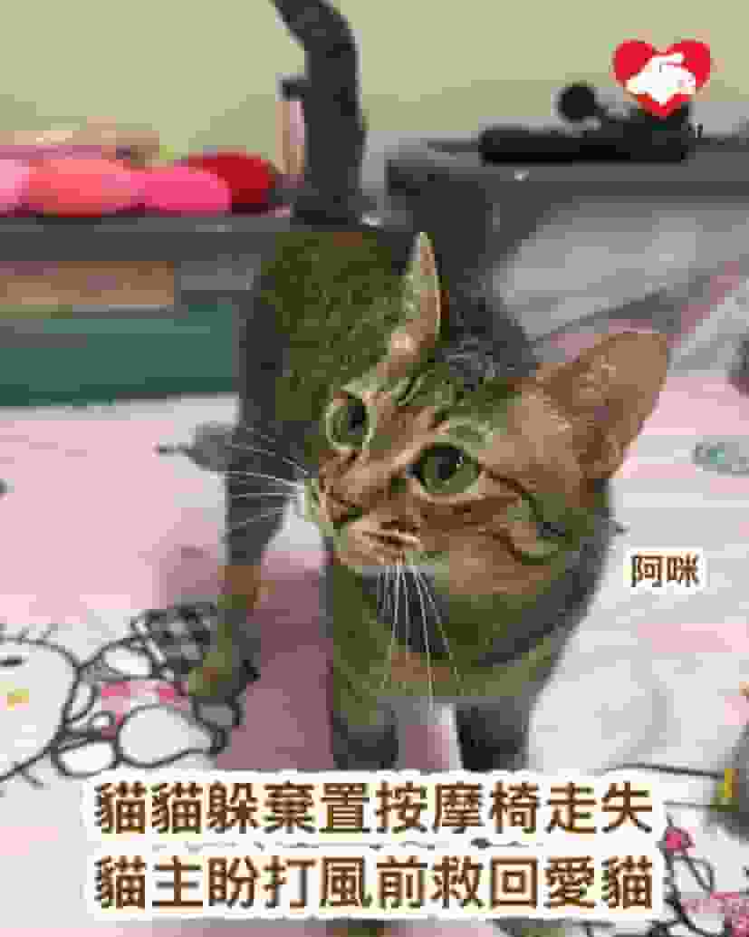 貓貓躲棄置按摩椅丟出街走失 貓主連日搜尋鎖定石蔭山坡