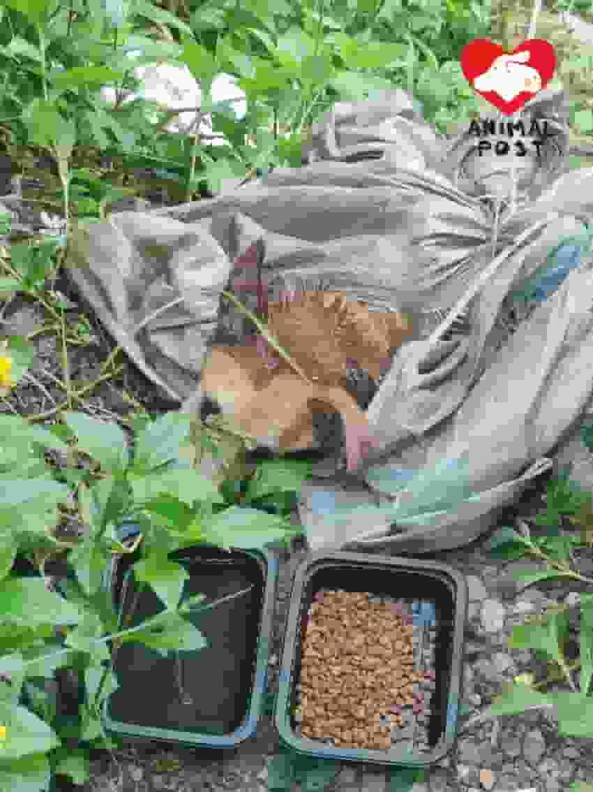 元朗橫洲配水庫路邊有狗狗被封尼龍袋 頸被緊索受傷疑涉虐殺