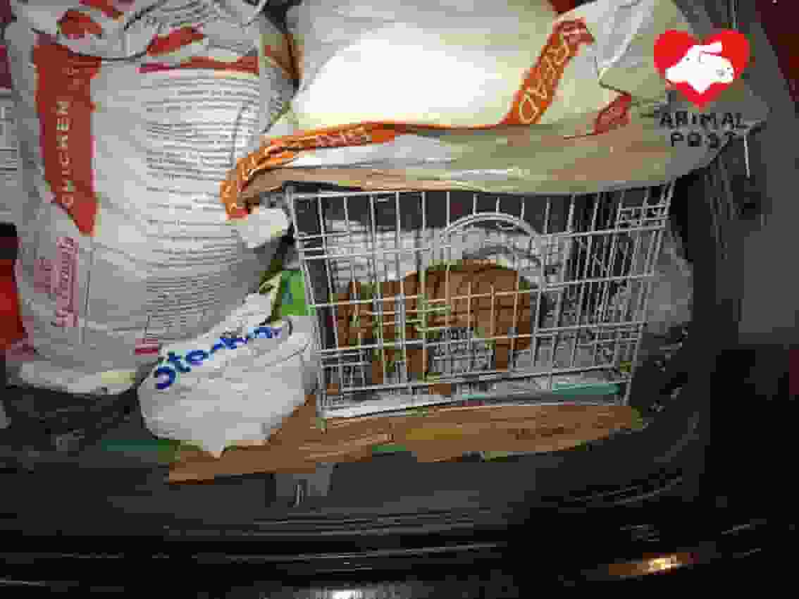 貧困救狗婆婆飼養照顧逾100隻狗 不勝負荷終肯放手為兩狗BB尋領養