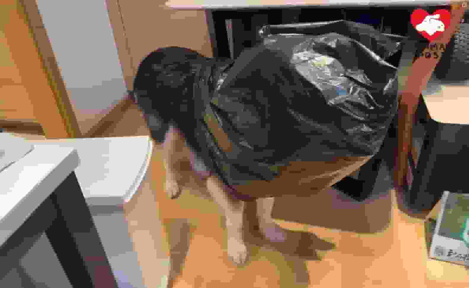 中大助教深圳疑虐殺雪橇犬 反告義工「侵犯名譽」 杭州法院判義工須賠二萬元兼公開道歉