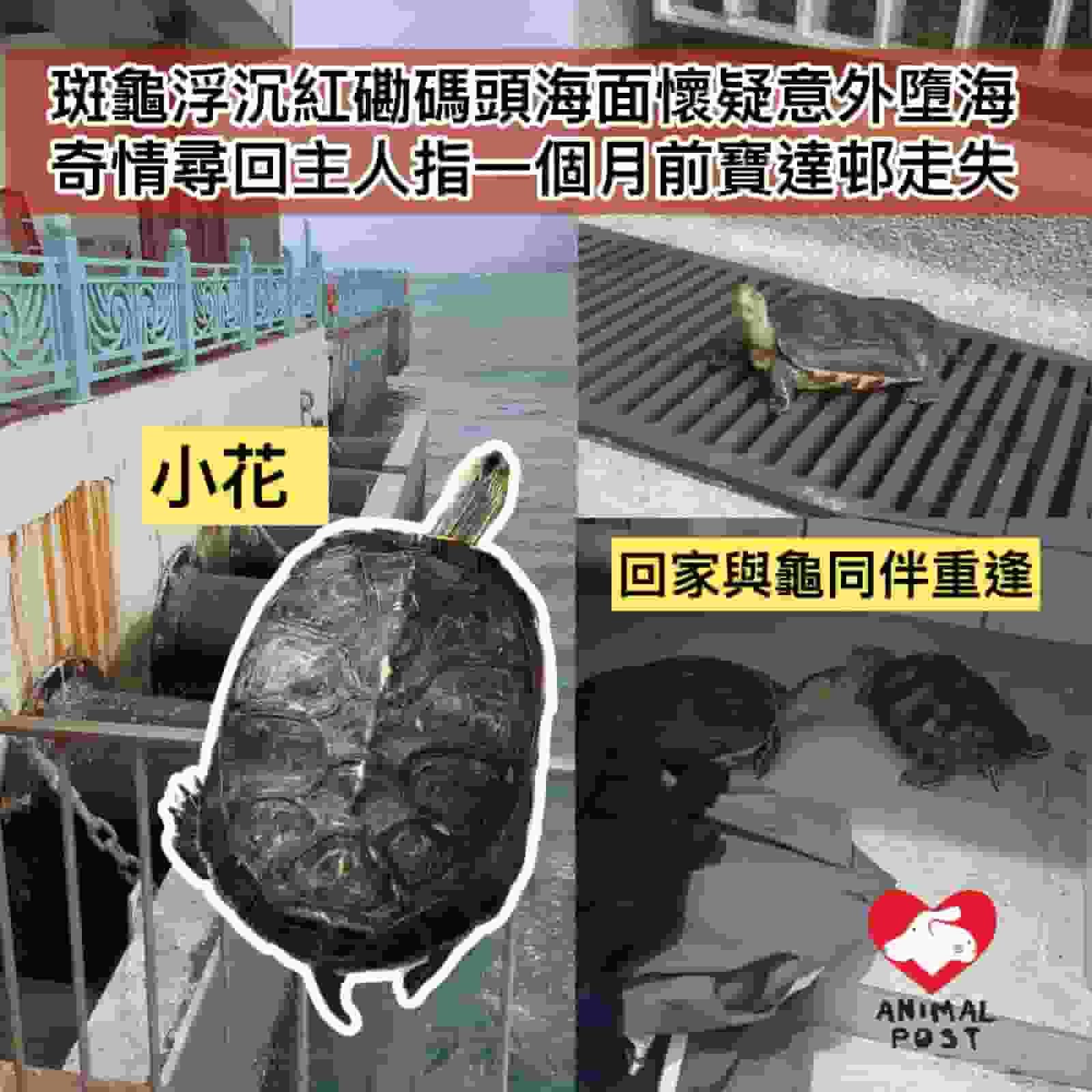 斑龜浮沉紅磡碼頭海面懷疑意外墮海 奇情尋回主人指一個月前寶達邨走失