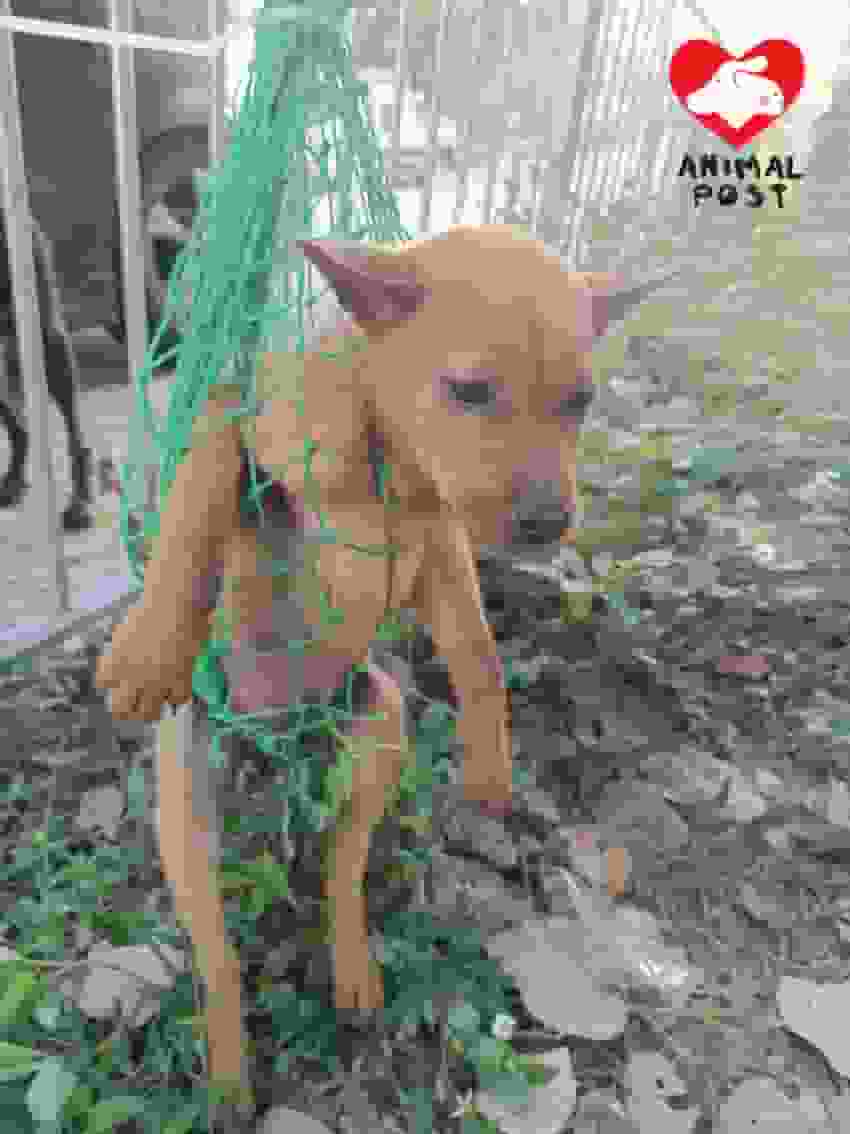 貧困救狗婆婆飼養照顧逾100隻狗 不勝負荷終肯放手為兩狗BB尋領養