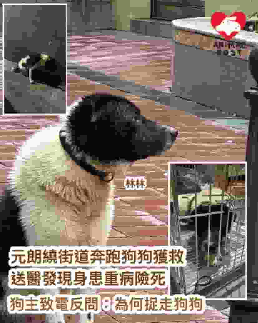 日前繞元朗街頭獲救狗狗貧血險死 狗主反問為何捉走狗狗：隻狗懂自己回家