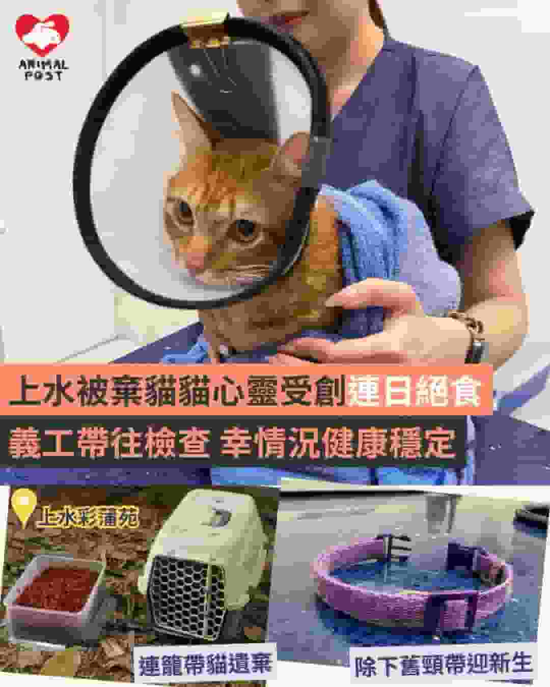 上水被棄貓貓心靈受創連日絕食 義工帶往檢查幸情況健康穩定