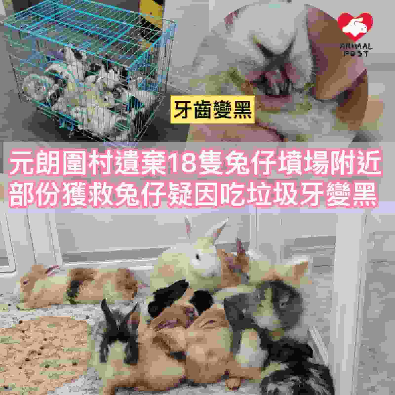元朗圍村遺棄18隻兔仔填場附近 機構救起發現部份兔仔吃垃圾牙變黑