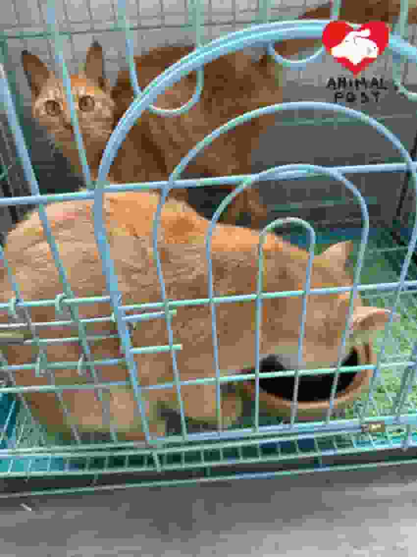 四貓凌晨被棄旺角後巷 義工尋棄貓者線索