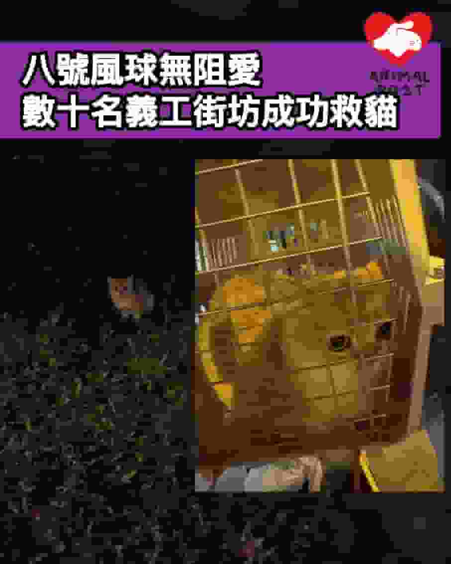 八號風球無阻愛 數十名義工街坊成功救貓