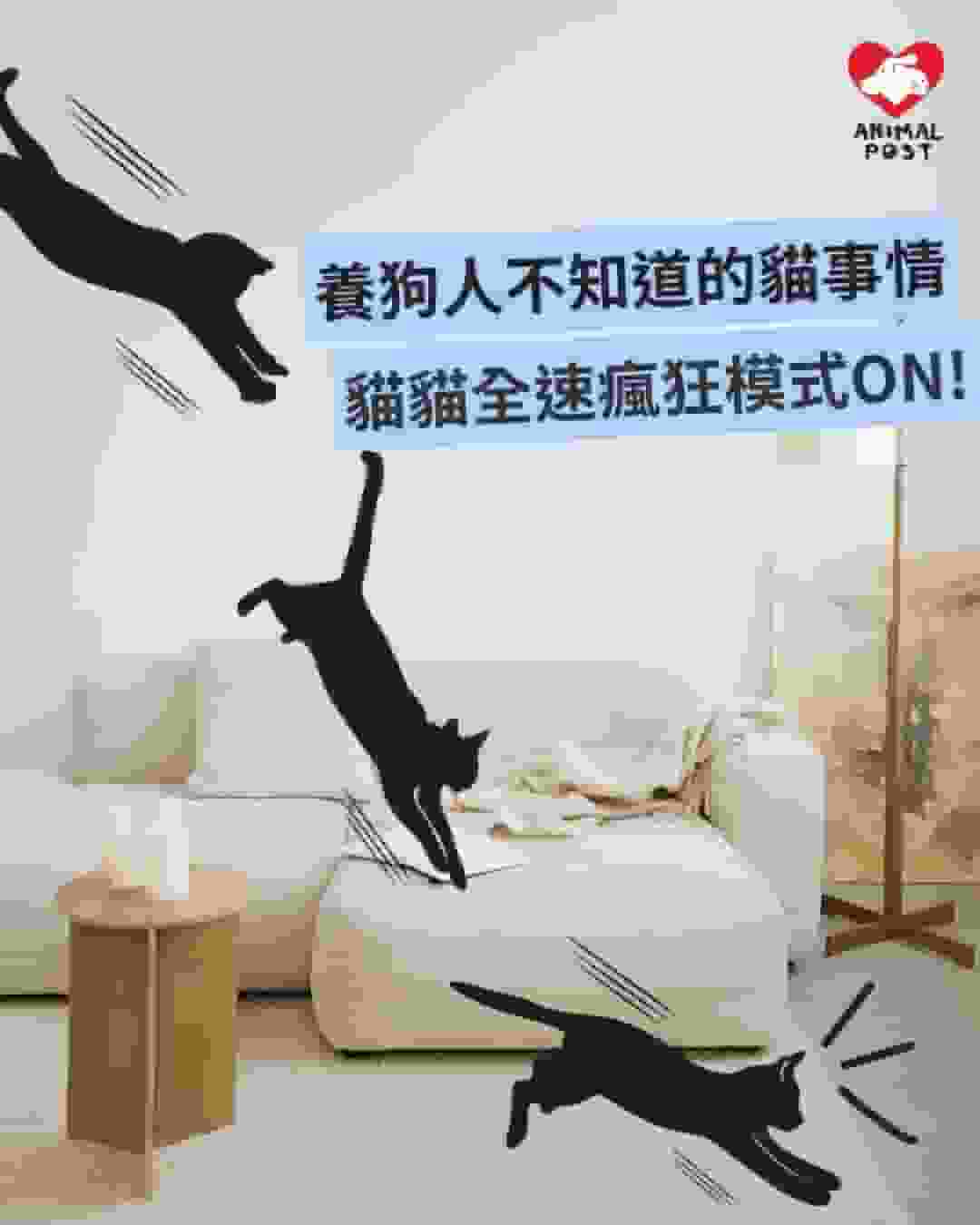 養狗人不知道的貓事情 － 貓貓的全速狂奔瘋狂模式