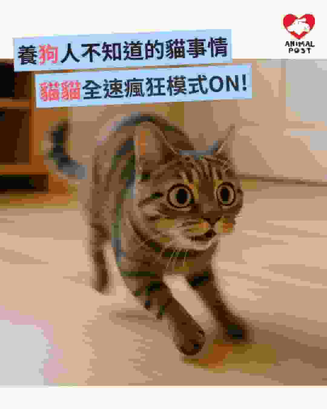 養狗人不知道的貓事情 － 貓貓的全速狂奔瘋狂模式