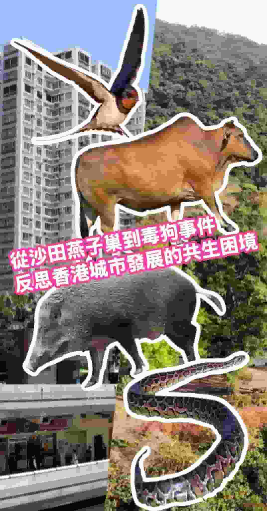 從沙田燕子巢到毒狗事件 反思香港城市發展的共生困境（撰文：龜途創辦人 阿邦）