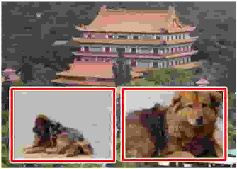 尼龍袋笠頭虐畜罪成 寶蓮寺廚師判160小時社服令