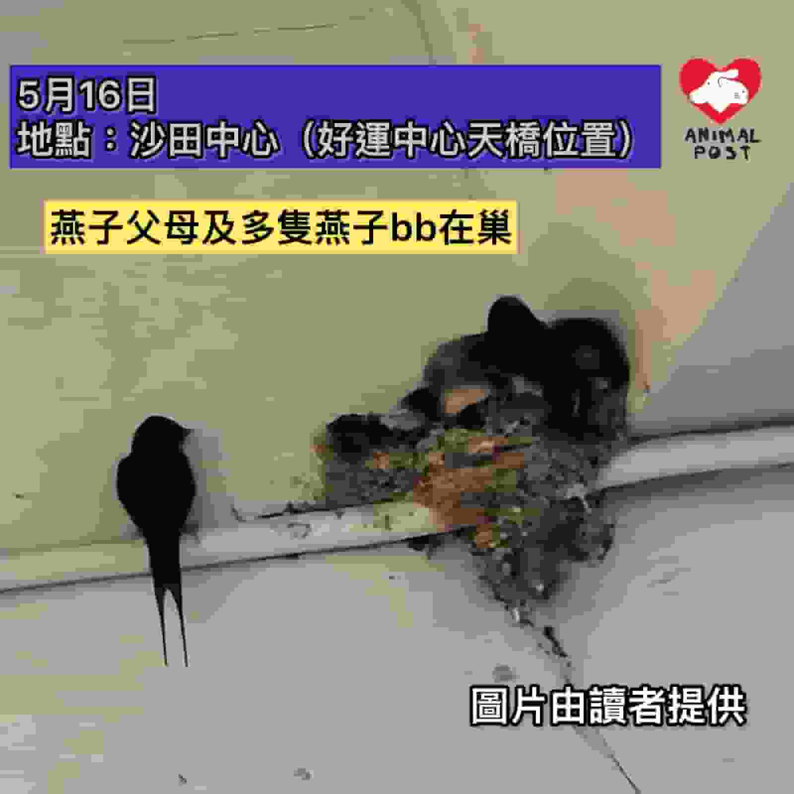 沙田中心好運中心天橋燕子巢疑被非法拆除 可憐燕子父母不斷飛回搜尋失蹤雛鳥