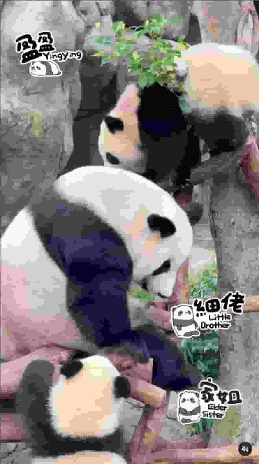 大熊貓龍鳳胎｜海洋公園公布家姐名為加加 細佬名為得得｜Yahoo