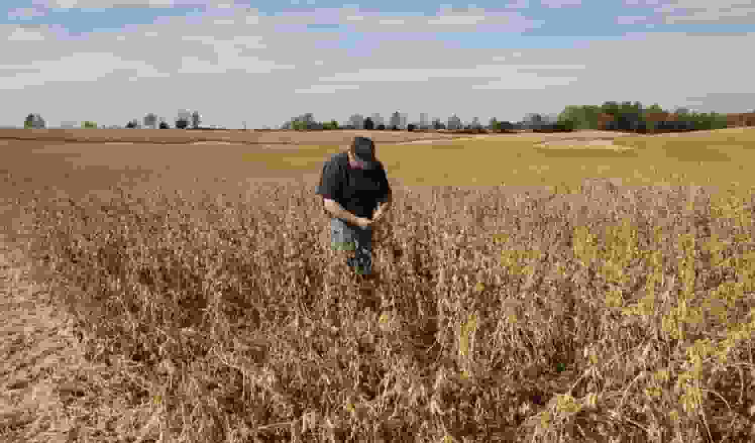 彭博社:中國已採購至少800萬噸美國大豆 達承諾數量三分之二