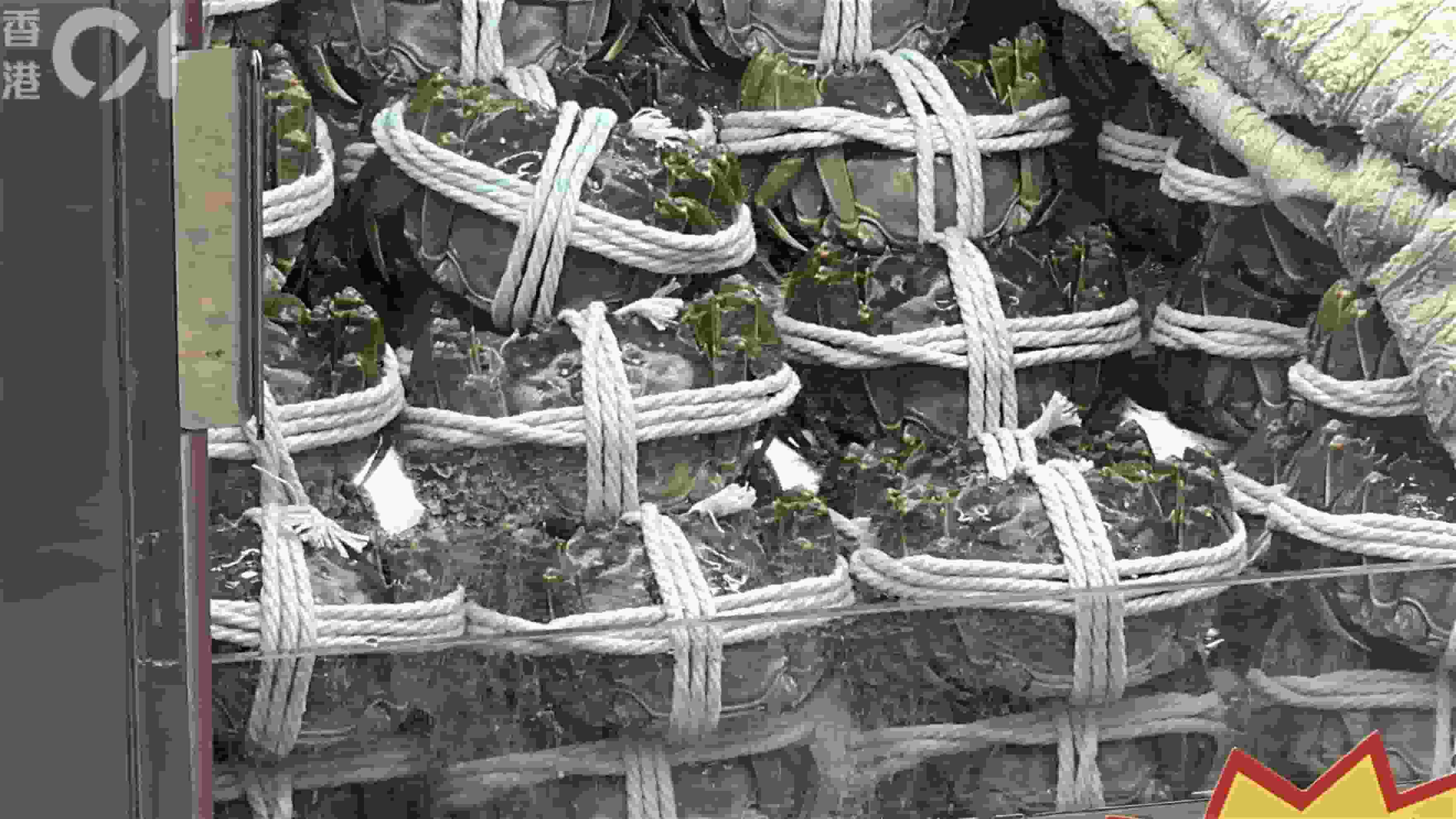 九龍城福佬村道有食肆涉無牌賣大閘蟹 食環署突擊行動檢控負責人