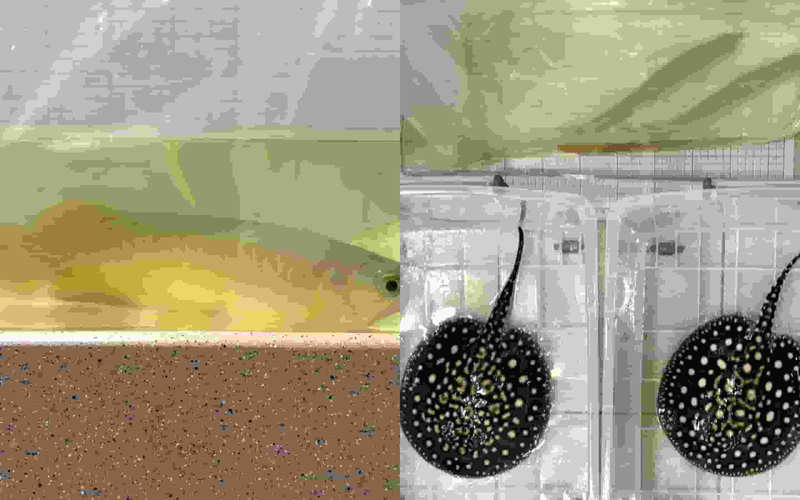 海關落馬洲截52歲抵港婦 揭背囊藏4條瀕危龍吐珠及江魟值$5.2萬