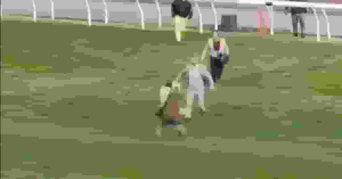 59歲男子沙田馬場賽事期間 衝出賽道表達訴求被捕