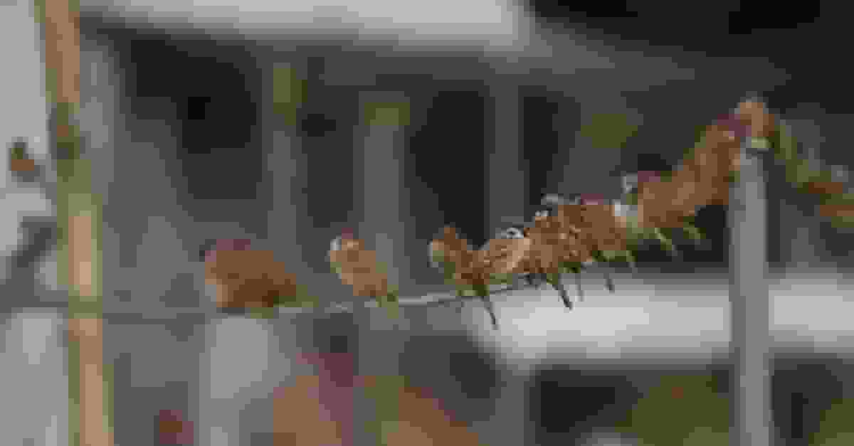 觀鳥會推算香港市區有逾22萬隻麻雀年增5千隻 元朗區密度最高