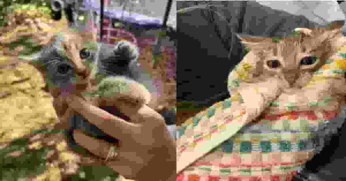 後院傳出微弱哭聲 美國女循聲檢查救回5周大流浪貓仔當場收編