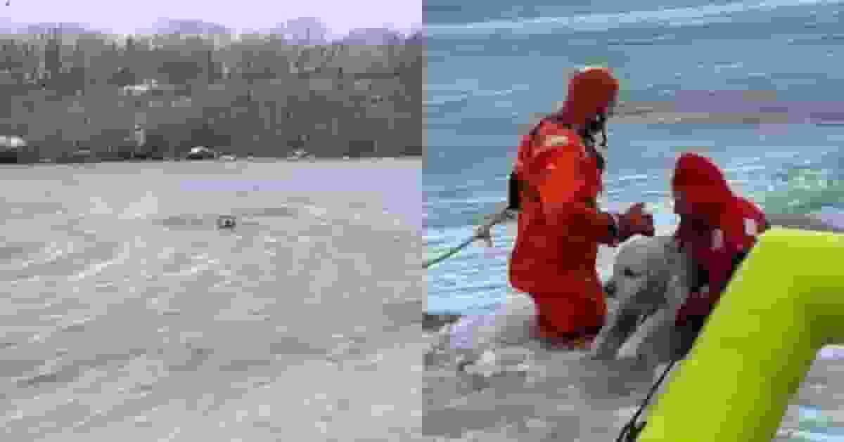 冰面突破裂 黃金獵犬墮結冰池塘獲消防冒嚴寒入冰水營救終化險為夷