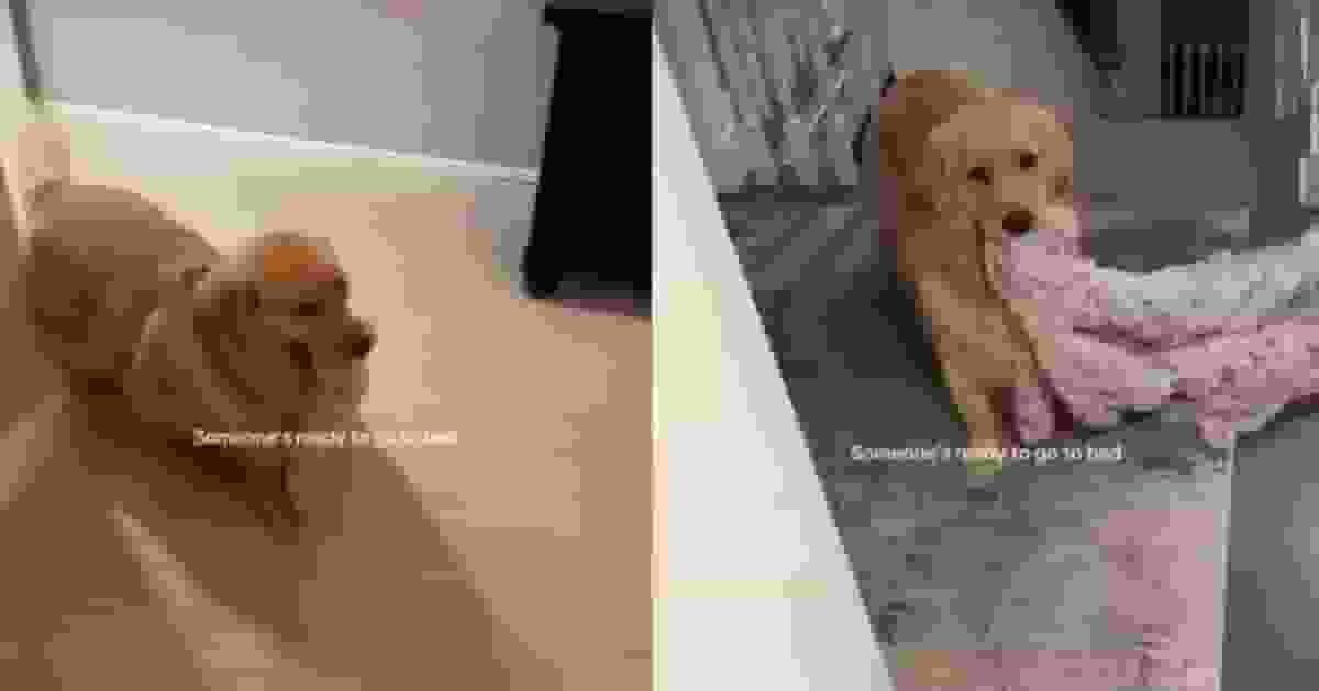 生活作息規律過人類!黃金獵犬每晚準時叼被用眼神催主人瞓覺