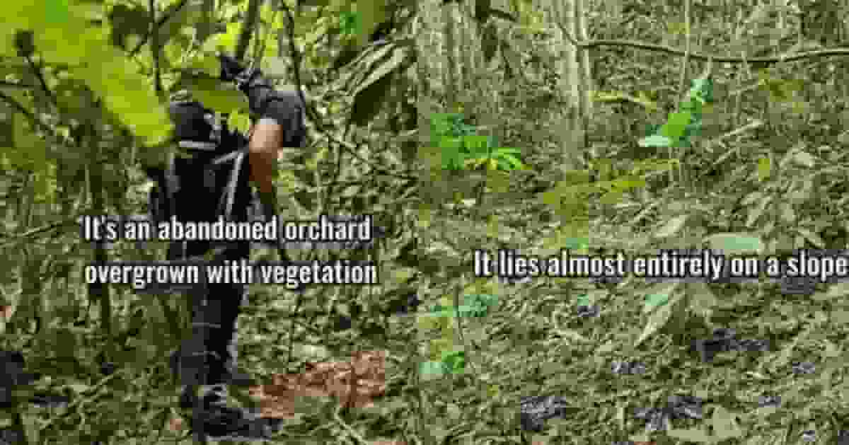 購入荒廢果園 大馬男架設紅外線攝影機意外捕捉16種珍稀動物身影