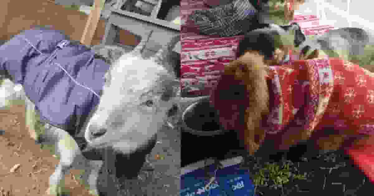 法國農場寒冬送暖 豬有電氈雞有燈 流浪公雞搵到家