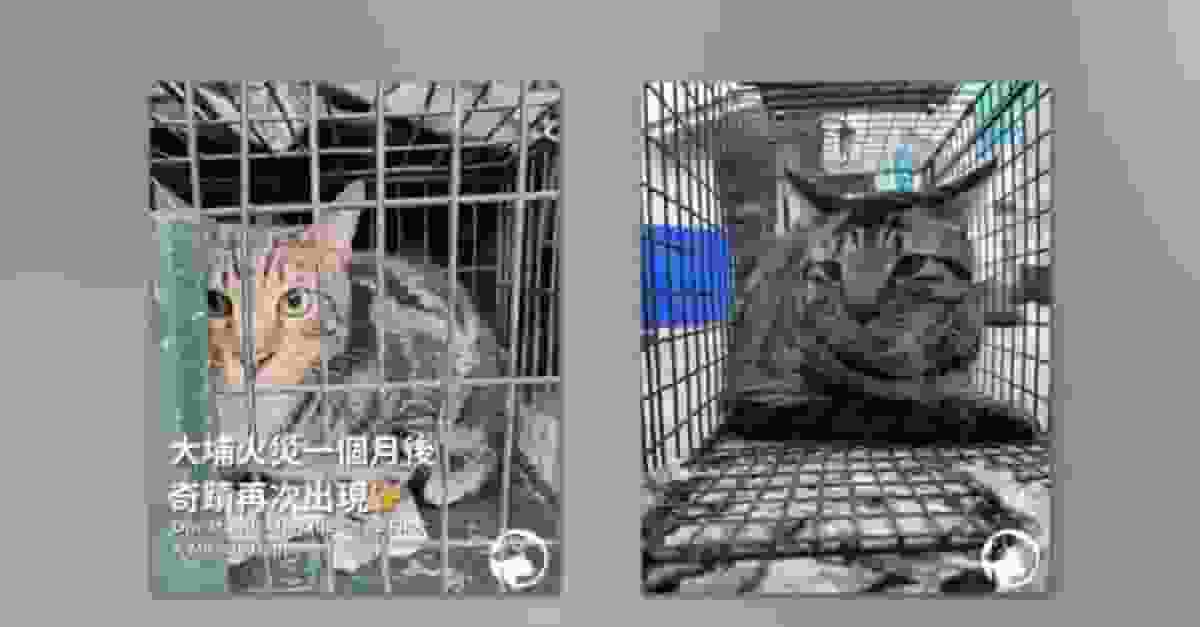 宏福苑五級火|元旦及聖誕節宏仁閣尋回生還貓隻 愛協稱奇蹟