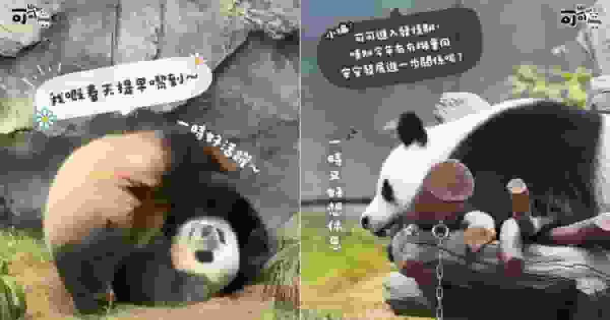 可可進入發情高峰期 四川奇珍館暫時關閉 樂樂景區相應延長開放至下午6時