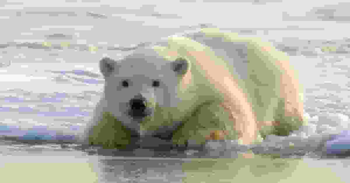 海冰融化反利捕獵?挪威北極熊意外「發福」