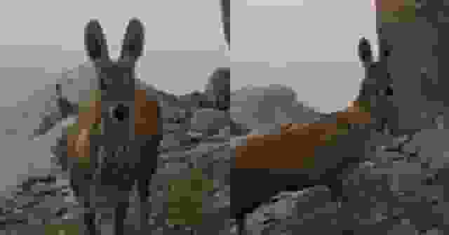 行蹤神秘被稱「高山隱士」 瀕危馬麝現蹤四川3995米高山首次被紀錄