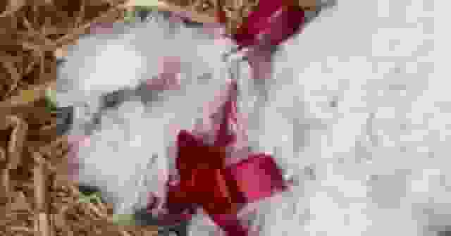 有片!被摸即倒地「扮死」 寧夏「戲精小羊」爆紅成宣傳大使 網民開價15萬求購