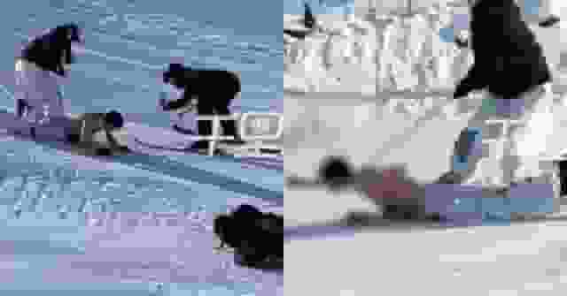 新疆滑雪場現「拴脖遛人」女子牽繩拖赤裸男滑行遭轟危險又不雅