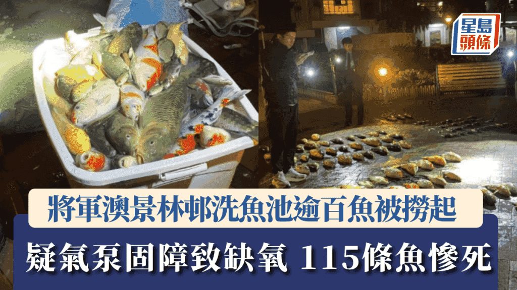 將軍澳景林邨洗魚池 逾百條魚被撈起疑缺氧慘死 網民狠批「完全冇常識」