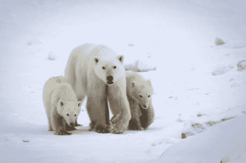 研究揭北極熊「基因突變」求存、收養陌生幼熊視如己出 驚嘆不可思議